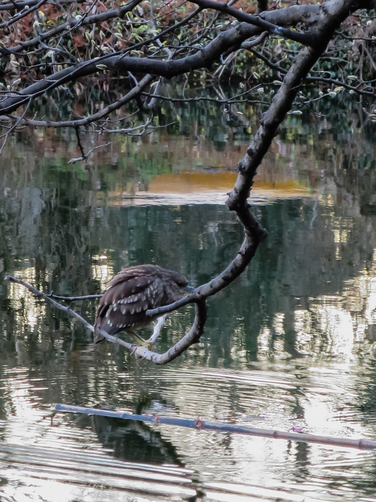 なんて鳥？