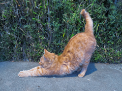 ノラ猫 Part２