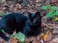 上野の野良猫　4