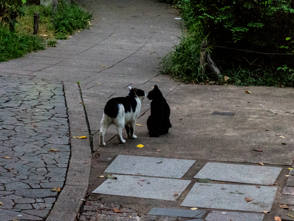 上野の野良猫　2