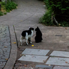 上野の野良猫　2