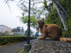 ノラ猫 Part１