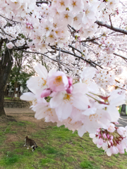 桜散歩