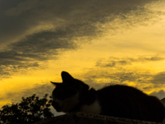 猫と夕日前