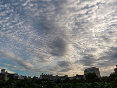 不忍池からの空