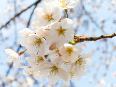 桜の散歩道