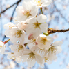 桜の散歩道