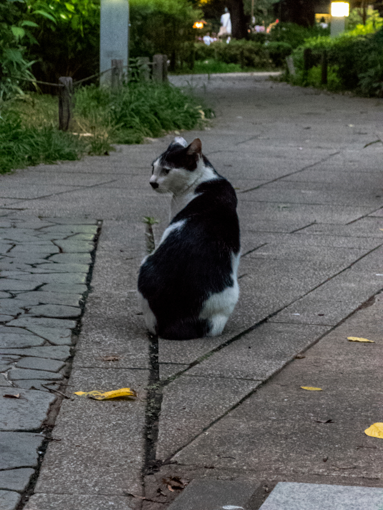 上野の野良猫　3