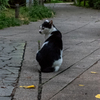 上野の野良猫　3