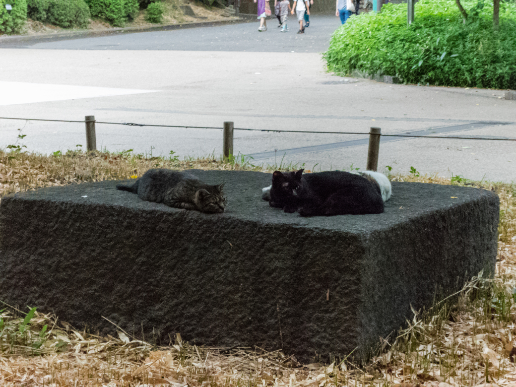 上野の野良猫　1