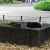 上野の野良猫　1