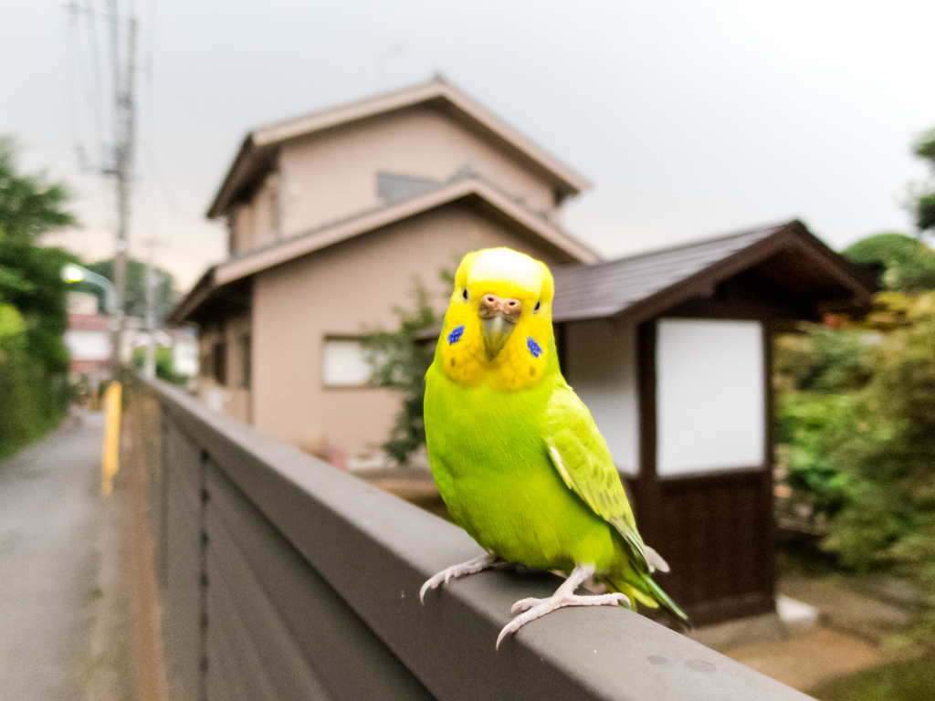 この子どこの子？