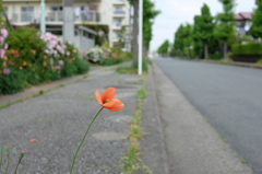 道端に咲く一輪の花