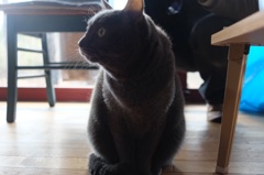 猫