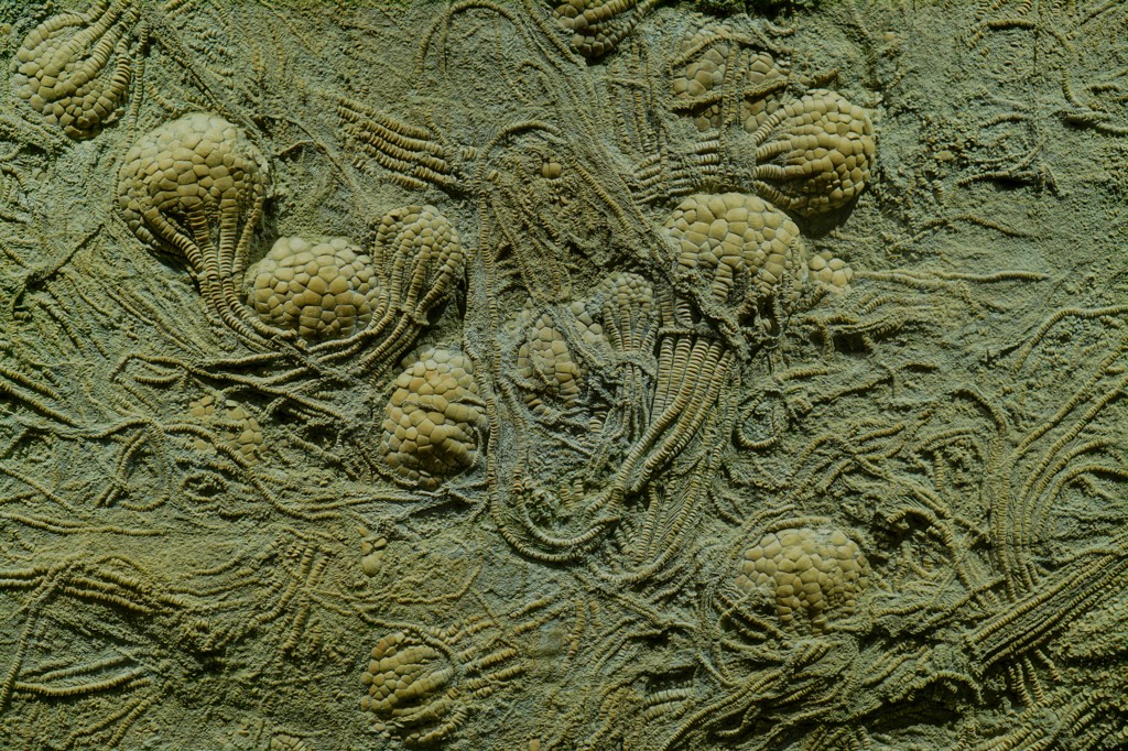Fossil-rich