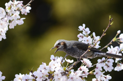 ヒヨドリと桜３