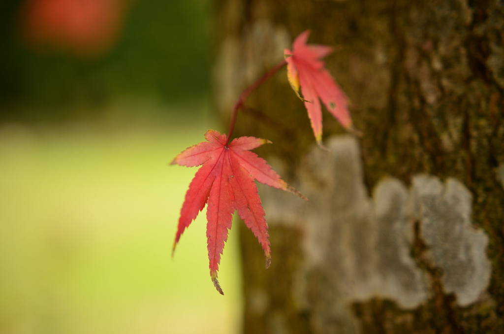 紅葉