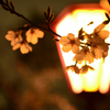 桜４