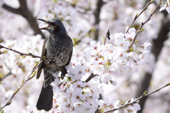 ヒヨドリと桜２