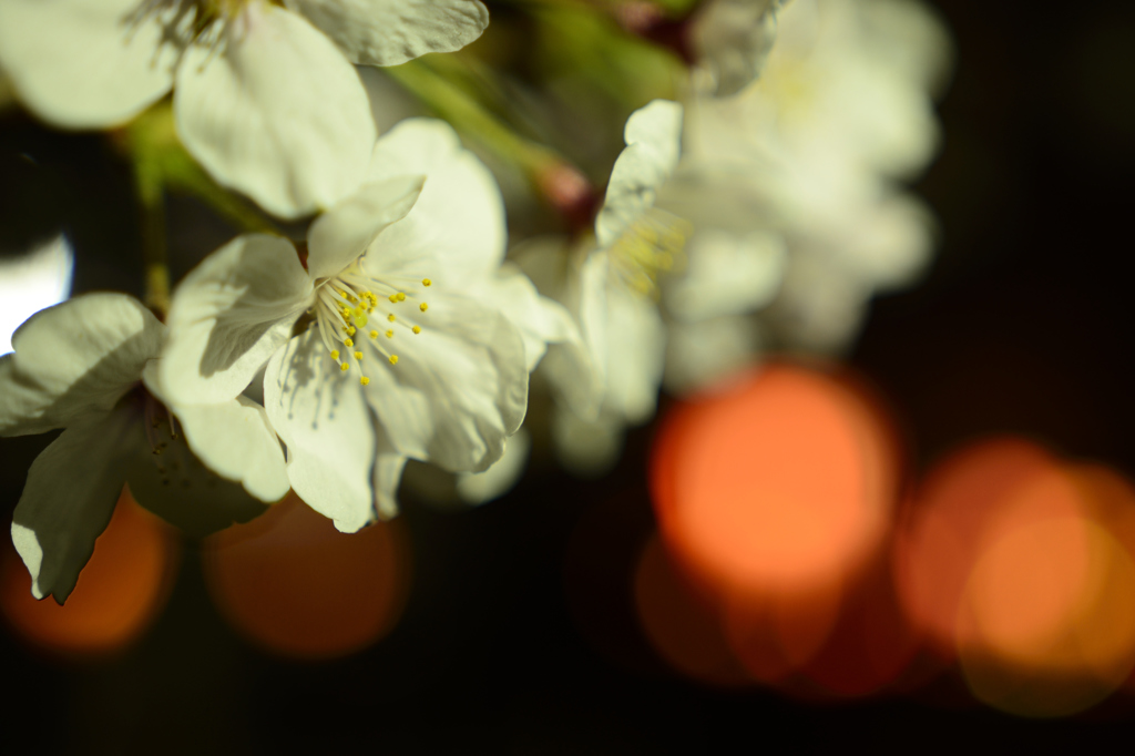 桜５