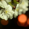 桜５