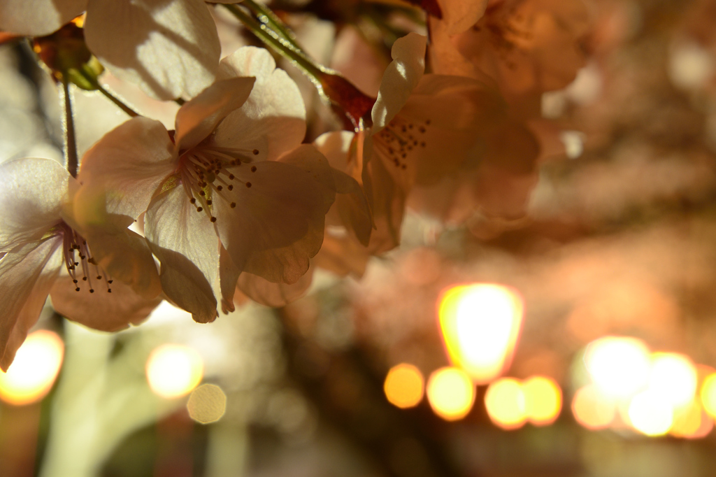 桜６