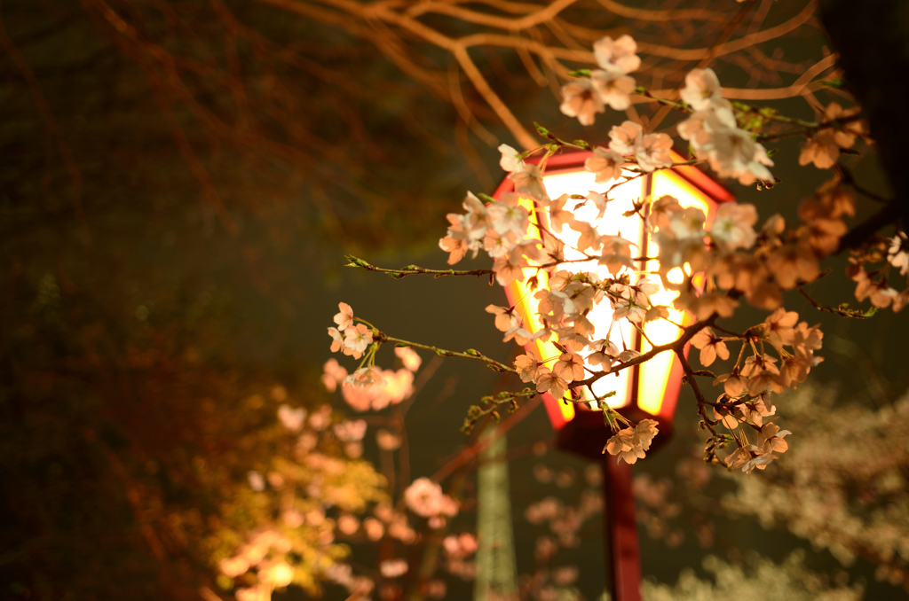 桜２