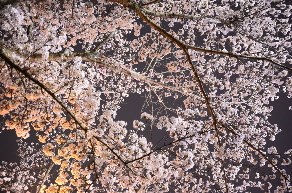 桜１