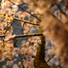 桜３