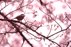 桜とジョウビタキ