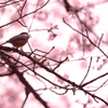 桜とジョウビタキ