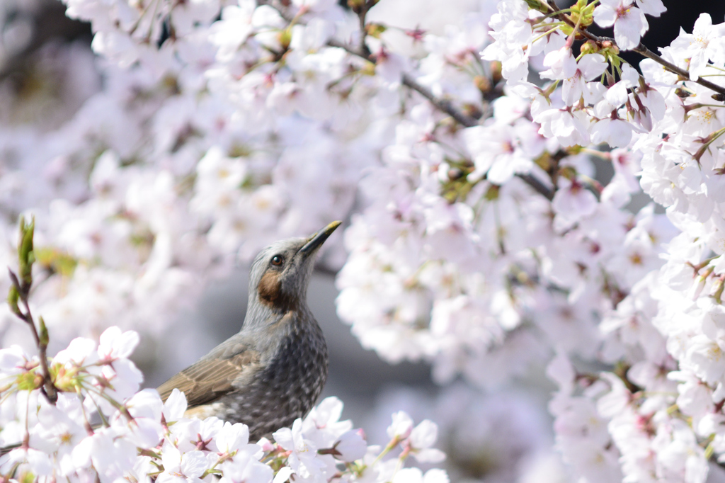 ヒヨドリと桜４