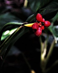 京都植物園 温室にて