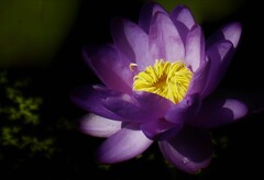 京都植物園にて