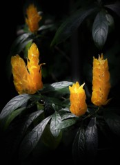 京都植物園 温室にて