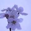 季節外れの桜