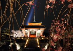 京都 夜桜