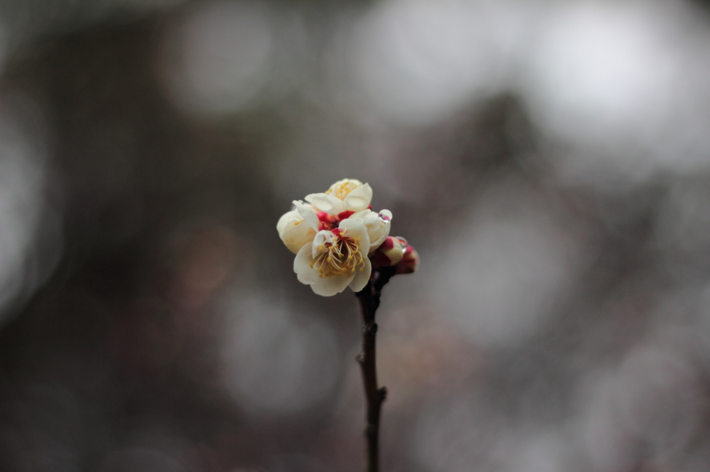 一輪の花