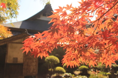 古民家と紅葉のコラボ