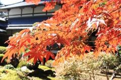 絶好の紅葉日和