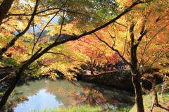 まだかなまだかな～！紅葉まだかな～！