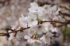 桜を近くで観察