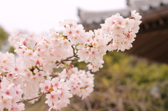 春爛漫