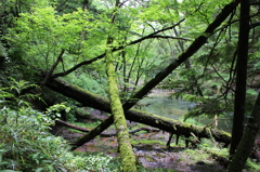 原始奥日光