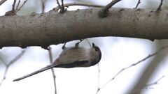 enaga_2495 enaga_2495