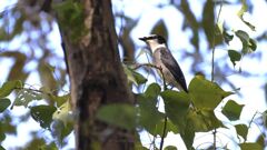 Ryukyusansyokui_2156