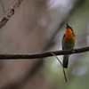 kibitaki_6824