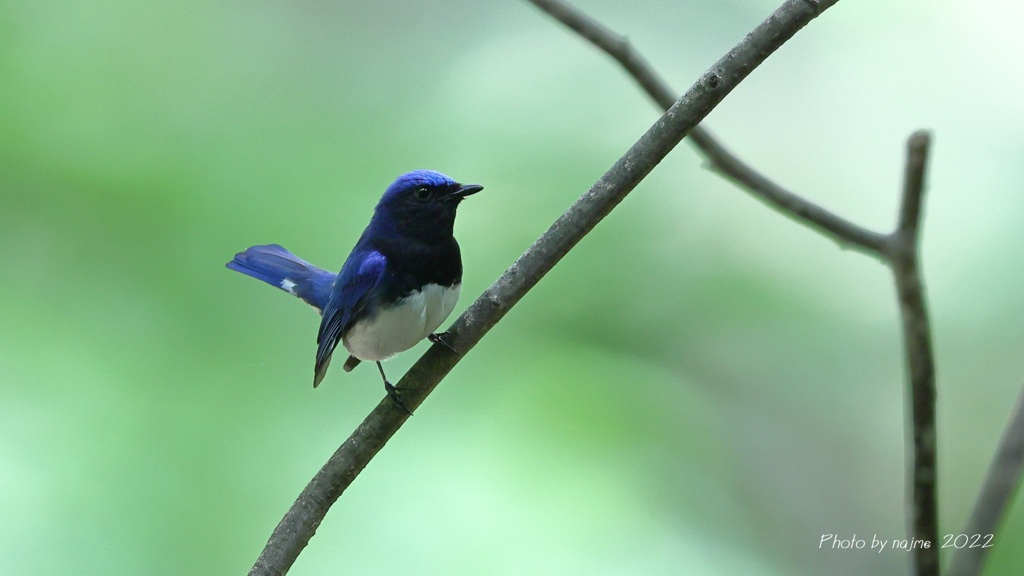 ooruri_9570
