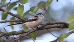 enaga_2393 enaga_2393