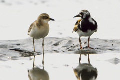 medai_and_kyojo_2259